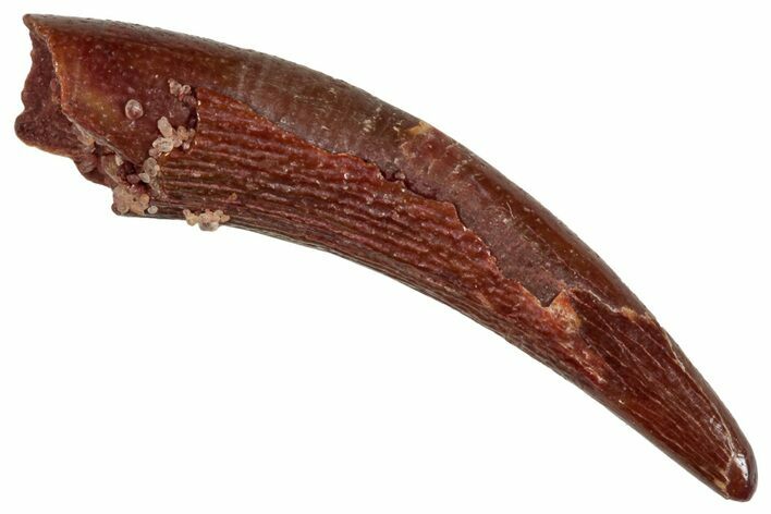 Fossil Pterosaur (Siroccopteryx) Tooth - Morocco #268972